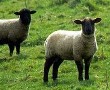 Picture of two lambs